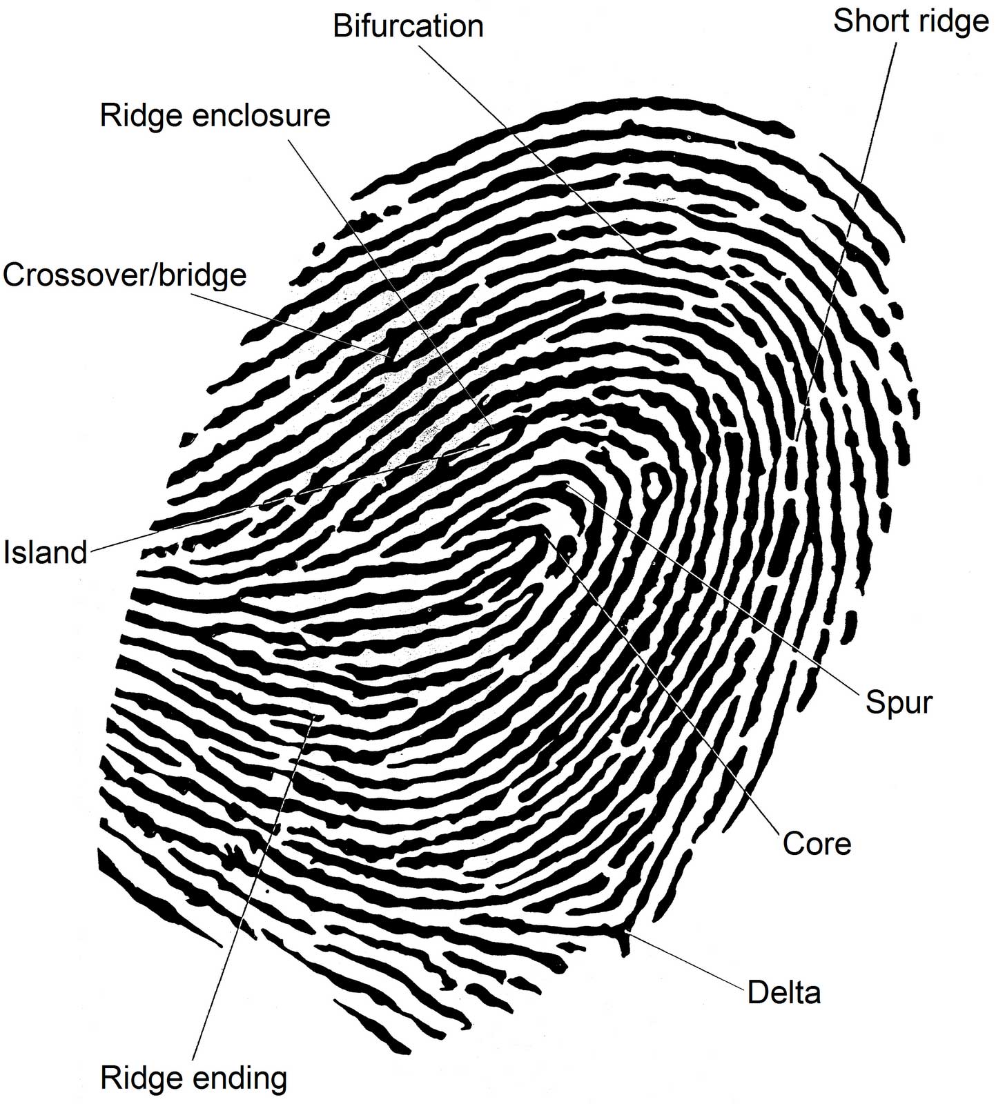 The fingerprint explained